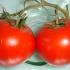 Tomate-grappe.jpg