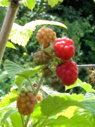 Framboises 1