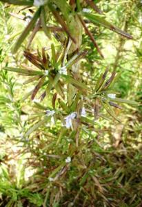 Fleurs de romarin