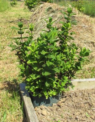 menthe.jpg