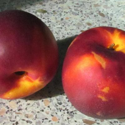 Nectarines